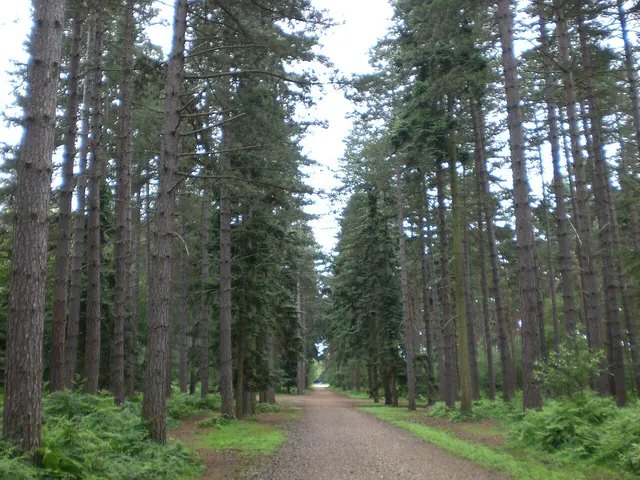 Black Park Country Park — Wexham, Buckinghamshire