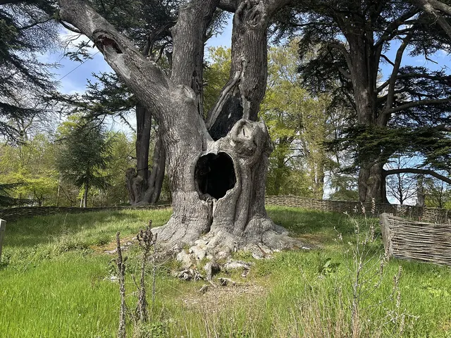 Blenheim Palace, the “Harry Potter tree” — Woodstock, near Oxford